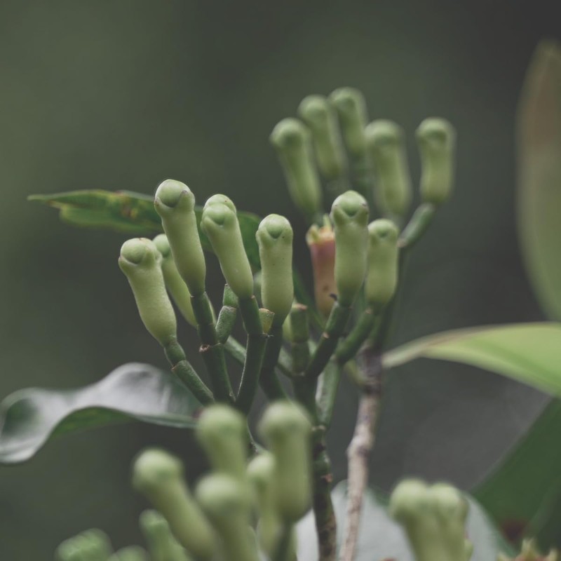 n2 Aromatherapy Clove Bud Essential Oil (2x100ml) - Pure, Natural,