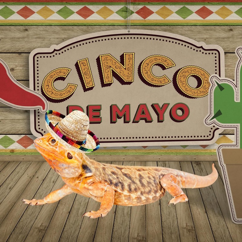 2 Pack Bearded Dragon Sombrero Hats - Lizard Cinco De