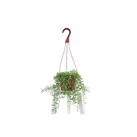 Leaf & Linen | Hanging Collection String of Bananas Senecio Radicans, Fast-Growing Trailing Succulent Indoor/Outdoor Houseplant,