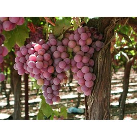 Ozark Mountain Plants 1 Canadice Live Seedless Grape Vine Plant - 1-2 yr Old - Ready for Planting