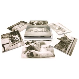 Small World Greetings Sleeping Kitten Cards 24 Count - Blank Inside with White Envelopes - A2 Size 5.5" x 4.25" - All Occasion