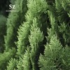 Sz Essentials - Cypress Essential Oil (Cupressus sempervirens) - 100%