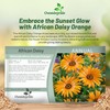 Outsidepride Orange African Daisy Seeds - 2000 Pcs. Annual Flower
