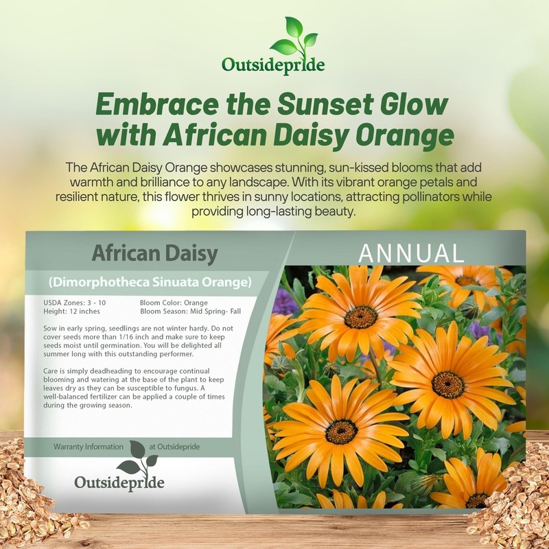 Outsidepride Orange African Daisy Seeds - 2000 Pcs. Annual Flower