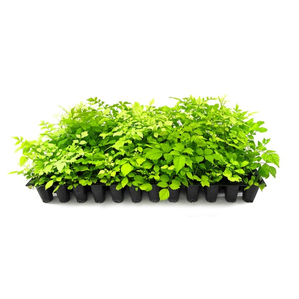 Florida Foliage Cape Honeysuckle | 10 Live Plants | Tecomaria