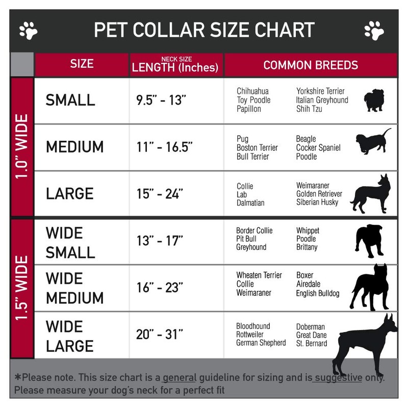 Buckle-Down Collar de Perro con Hebilla para cinturón de Seguridad