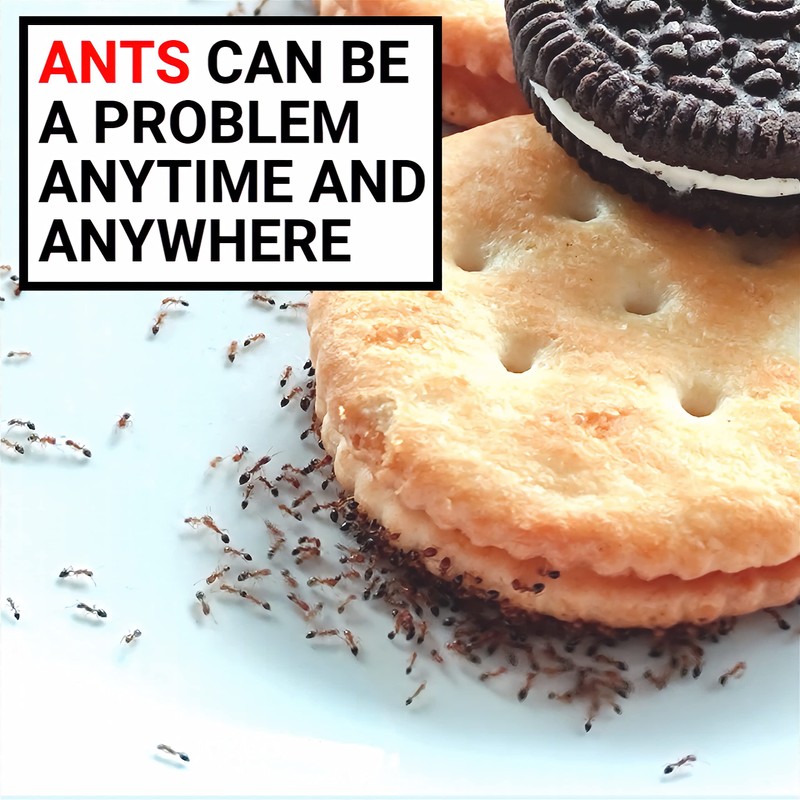 AntPad | Ant Proof for Food Dish | Ant Proof