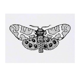 Azeeda 'Gefleckte Motte' Temporäres Tattoo - Hautfreundlicher & Ungiftiger Abziehbild · Wasserfest (TO00072995)