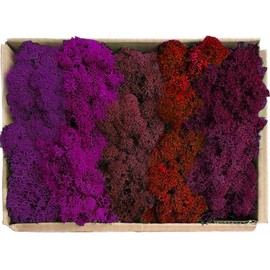 Prefleur Preserved Reindeer Mix Craft Moss Natural Green DIY Kit Gardenning Art Wall Decor Florist Easter Table Decor Wedding Decor (1lb)(Fuchsia Magenta Violet Burgundy Red-Orange)(Style-18)