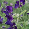 Outsidepride Sweet Peas Royal Navy-Blue - 250 Seeds