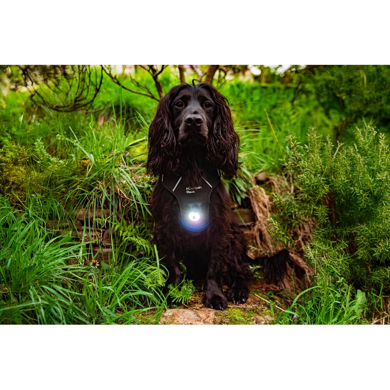 Mountain Paws Dog Collar Safety Light, 4 Colour Modes &