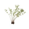 Tormentil Rhizome (Potentilla Erecta - Tormentillae Rhizoma) Health Embassy -