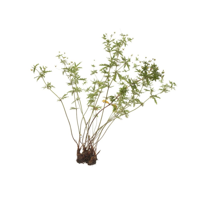 Tormentil Rhizome (Potentilla Erecta - Tormentillae Rhizoma) Health Embassy -
