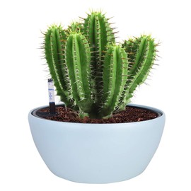 Vencer 11 Inch Plastic Round Self Watering Planter,Water Indicator,Modern Decorative Planter Pot for All House Plants Flowers, Herbs, Vegetables, Tropical,Ice Blue,VF-048B