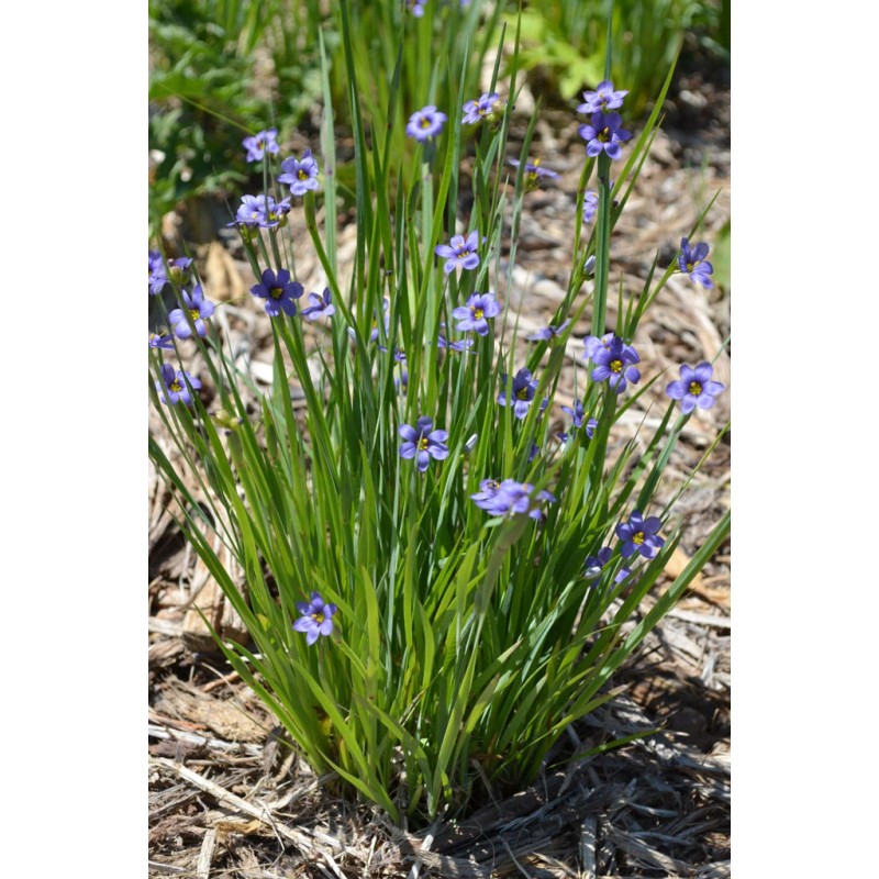 Blue Eye Grass Wild Flower Plants Qty 2 ( Sisyrinchium