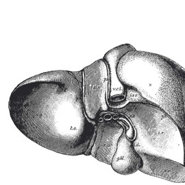 Nacnic Anatomy Posters Set of 3. Vintage Style Wall Decoration Illustration of Liver Heart Lungs and Other Body Parts. Various Human Body and Anatomy Pictures Without Frame. Size A3