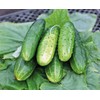 KIRA SEEDS - Cucumber Wisconsin - Open-Pollinated - Heirloom Vegetable