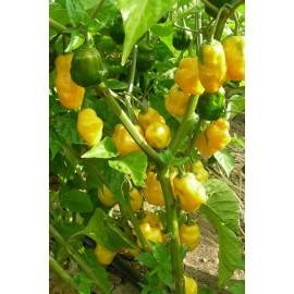 inherited seeds HOTTEST of All Habanero Caribbean Yellow 450K SHU 50+ Premium Heirloom Seeds USA