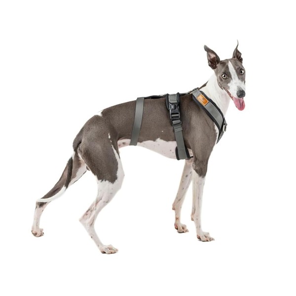 3 Point Harness Anti Pull Ideal for Libreles: Italian Greyhound