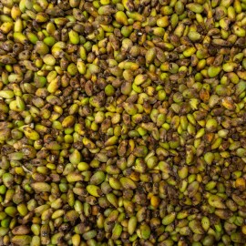 Odd Frond Monstera Deliciosa Seeds Fresh 10 Count Batch | Tropical Split Leaf