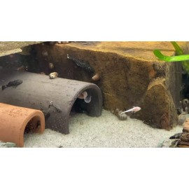 AQUATICBLENDEDFOODS ABF MINI SHRIMP & KRILL WAFERS,Spiruli - 1oz SAMPLE