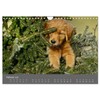 Chesley Kleiner Hund grosse Abenteuer (Wandkalender 2026 DIN A4 quer),