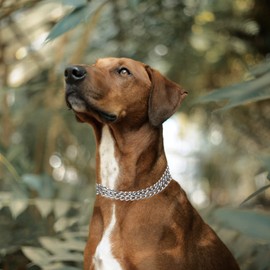 JIPIMON Chain Dog Collar Adjustable Choke Collar Dog Training Collar for Small Medium Large Dogs (Medium)