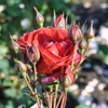 Own-Root One Gallon Hot Cocoa Floribunda Rose by Heirloom Roses