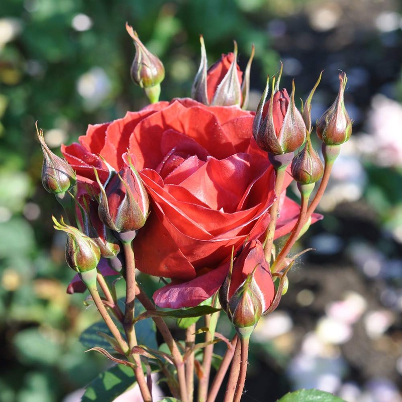 Own-Root One Gallon Hot Cocoa Floribunda Rose by Heirloom Roses