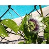 Passiflora 'Frederick' - Edible Purple Passion Flower Fruit Vine -