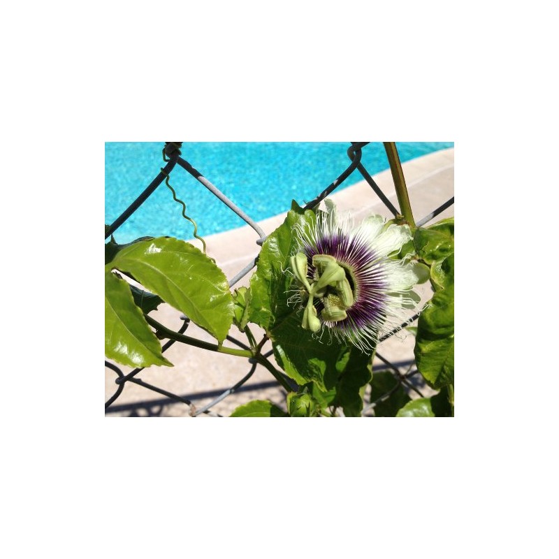 Passiflora 'Frederick' - Edible Purple Passion Flower Fruit Vine -