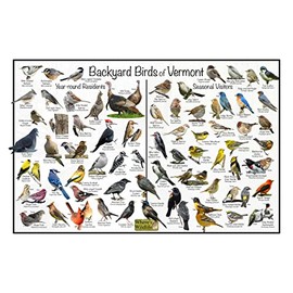 Where's Wildlife Backyard Birds of Vermont Bird Identification Poster Divided into Year-round Residents and Seasonal Visitors - Birdwatching Nature Chart (16" x 24")
