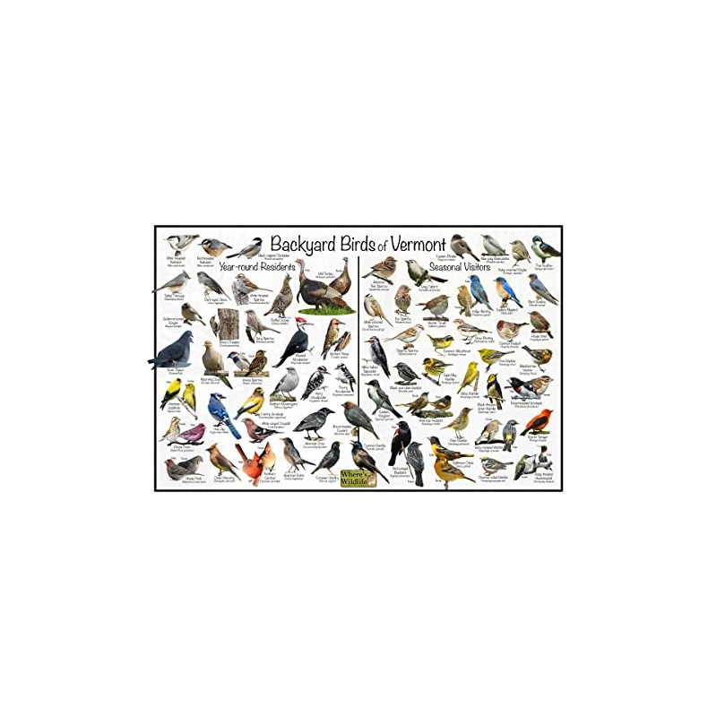 Where's Wildlife Backyard Birds of Vermont Bird Identification Poster Divided