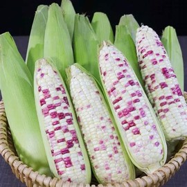 50+ Seeds Purple Waxy Gourd and Bicolor Purple White Glutinou Bap NEP cam Hong Seeds Rare find Asian bap NEP Thai deo ngon tuyet VOI F1 Hybrid Bắp dẽo