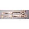 Skeletons And More Skeleton Arms- Life-Size- Pair- 2nd Class- Aged