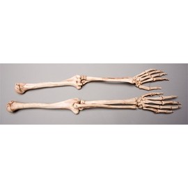 Skeletons And More Skeleton Arms- Life-Size- Pair- 2nd Class- Aged Version