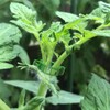OJYUDD 300 Pcs Plant Support Clips,Plastic Tomato Clips,Plant Support Clips,Garden