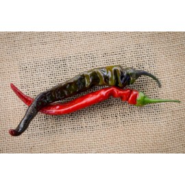 Sherwoods Seeds Black Thai Heirloom Chili Pepper Premium Seed Packet + More
