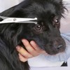 Chibuy Professional Pet Grooming Scissors with Round Tip Stainless Steel