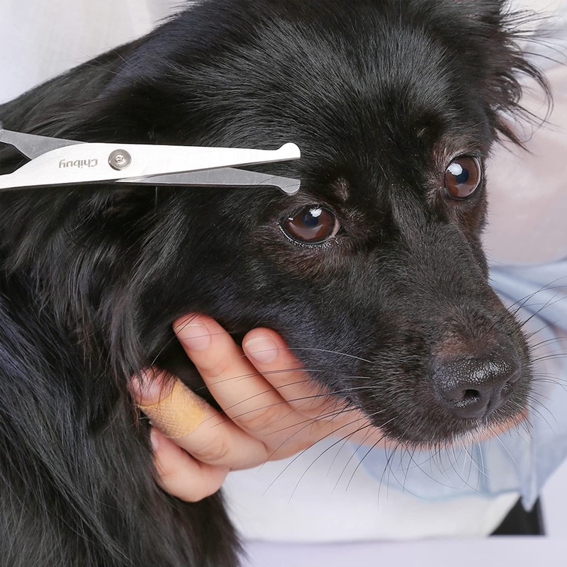Chibuy Professional Pet Grooming Scissors with Round Tip Stainless Steel