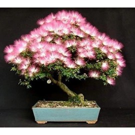 CZ Grain 20 Albizia Julibrissin Mimosa Bonsai Tree Seeds for Planting Persian Pink Silk
