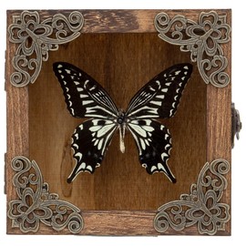 Taxidermy Butterfly Shadow Box Picture Frame - Real Butterfly Framed Meticulously Handcrafted, Butterfly in Frame for Gothic Room Decor (Citrus Swallowtail Butterfly (Family Papilionidae))
