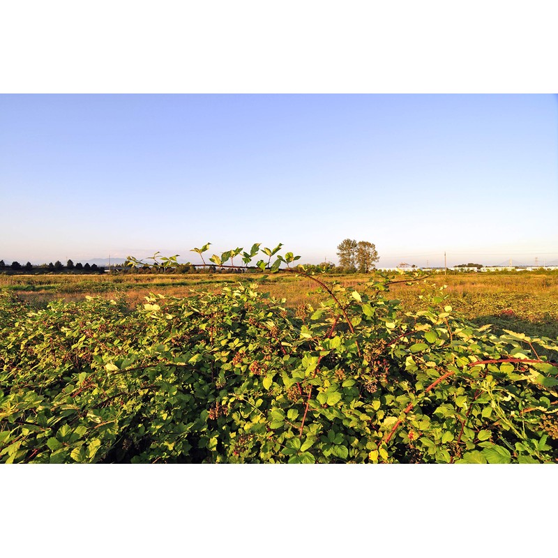 Red Raspberry Leaf from the Mediterranean - Herbal Tea (200+