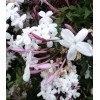 Pink Star Jasmine Five Cuttings To Start Plants *Fragrant