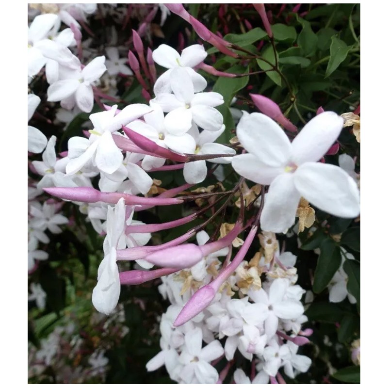 Pink Star Jasmine Five Cuttings To Start Plants *Fragrant