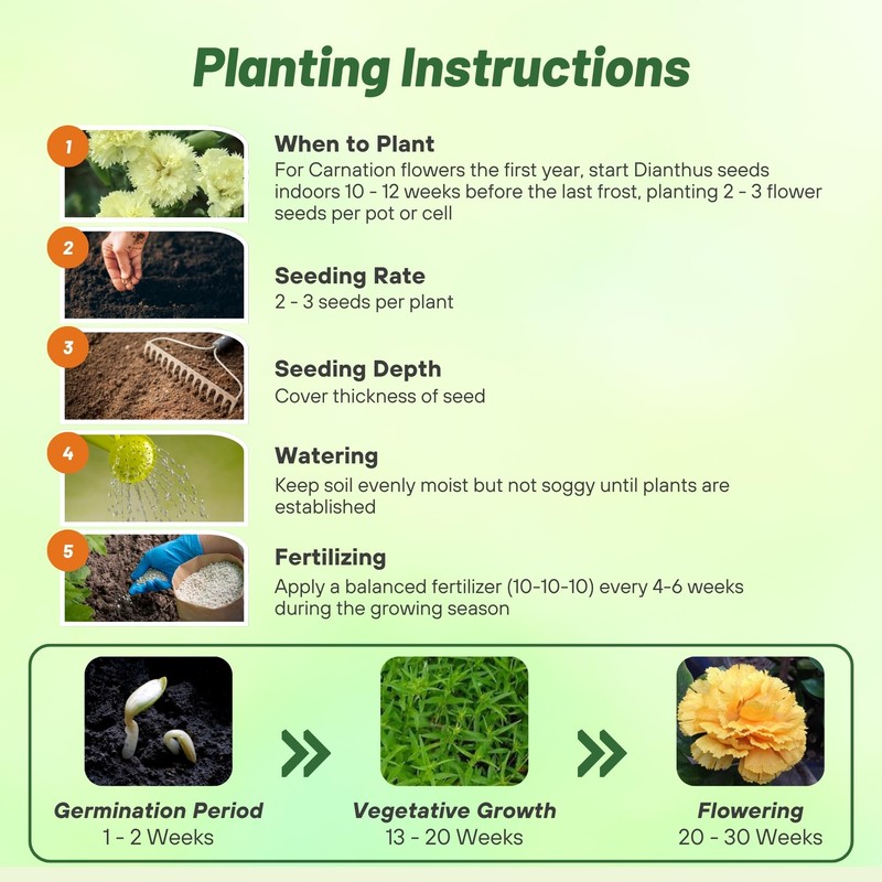 Outsidepride Yellow Carnation Seeds - 1000 Pcs Biennial, Easy to