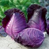 CEMEHA SEEDS - Seeds Red Kalibos Cabbage Giant Non GMO