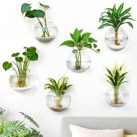 DomeStar 6PCS Wall Vases, Clear Planter Terrarium Station Wall Mounted Hanging Glass Vases for Home Office Living Room Decor Hydroponics Plants Propagation