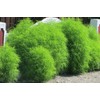 FUN AND GROW SEEDS: Seeds Summer Cypress Burning Bush Kochia