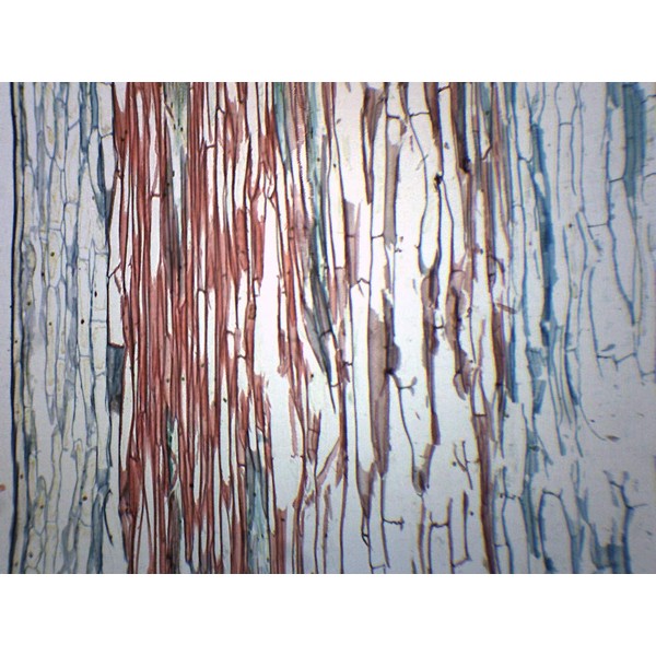 25PK Lilium Stem Combination - Cross Section - Prepared Microscope
